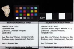 Foto (Objket + Etiketten) von Discutiolira moesica (Muţiu & Bădăluţă, 1971) 